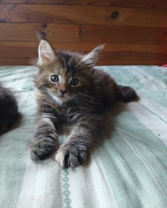 Cuccioli di Maine coon