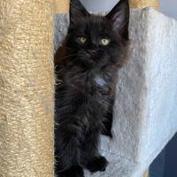 Cucciola Black smoke Pedigree Anfi