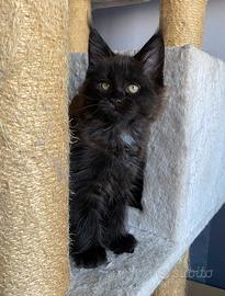 Cucciola Black smoke Pedigree Anfi