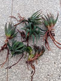 haworthia