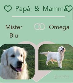 Cuccioli di Golden Retriever