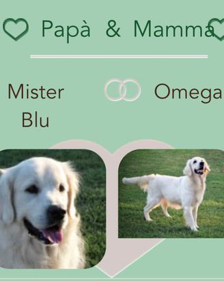 Cuccioli di Golden Retriever