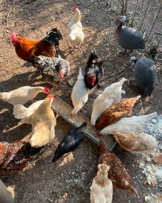 Galline Ovaiole