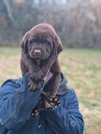 Cucciolo di Labrador - Genitori Campioni