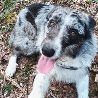 Meticcio incrocio Border-Collie /Pastore d'oropa