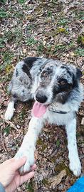 Meticcio incrocio Border-Collie /Pastore d'oropa