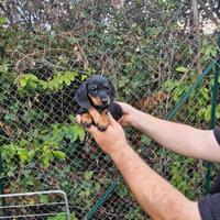 Cuccioli di bassotto nero focato