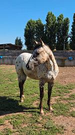 Puledro Appaloosa 2025
