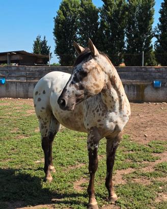 Puledro Appaloosa 2025