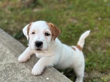 Un maschio e una femmina cuccioli jack Russell