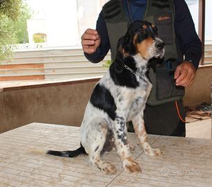 Setter inglese cuccioli
