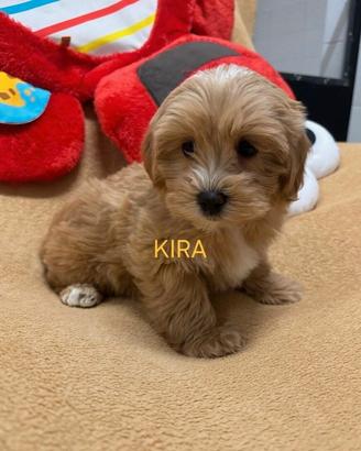 Maltipoo