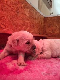 Golden Retriever linea Inglese