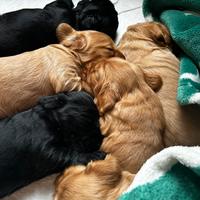 Cuccioli cocker spaniel inglese