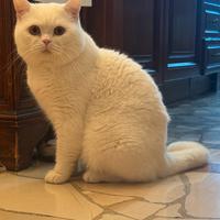 British Shorthair white maschio per accoppiamento