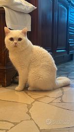 British Shorthair white maschio per accoppiamento