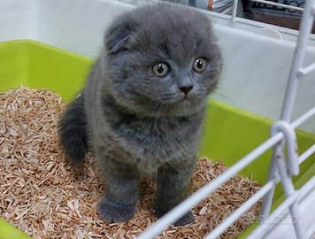 Scottish fold è straight