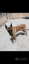 Pastore Belga Malinois