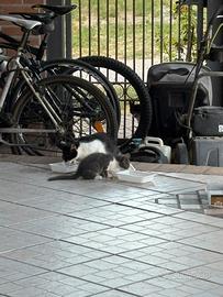 Gattini 2 mesi