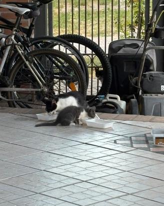Gattini 2 mesi