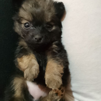 Chihuahua Toy e volpino di Pomerania Toy