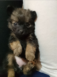 Chihuahua Toy e volpino di Pomerania Toy