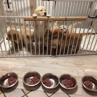 Golden Retriever cuccioli con Pedigree Italiano
