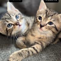 Gatti 2 mesi
