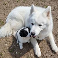 Cuccioli due mesi peluches