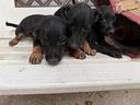 cuccioli-e-cucciole-di-simil-pinscher-pincher-