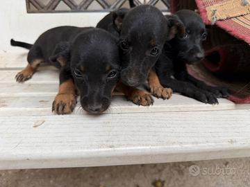 Cuccioli e cucciole di simil Pinscher (Pincher)