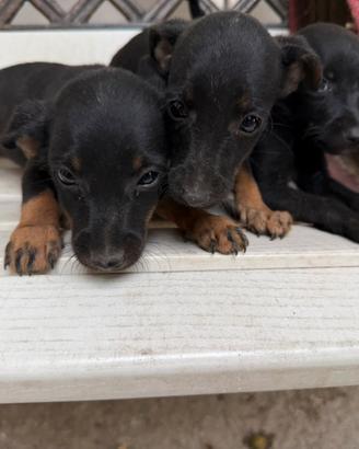 Cuccioli e cucciole di simil Pinscher (Pincher)