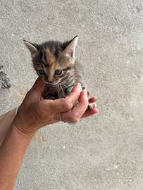 Gattini per famiglie