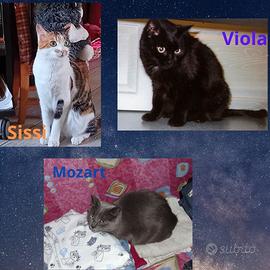 Cat sitter a domicilio