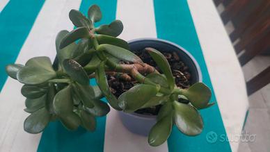 pianta Crassula