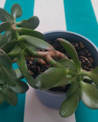 pianta Crassula