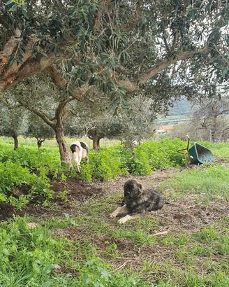 raccolta olive