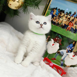 Gattini British e scottish Fold straight