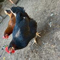 Galline,galli e conigli