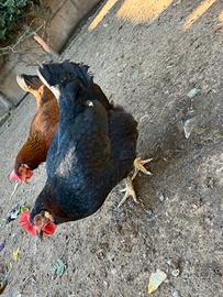 Galline,galli e conigli