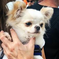 Chihuahua maschio adulto Pedigree Enci