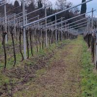 Vigneto Valpolicella