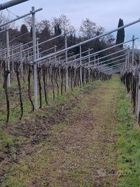 Vigneto Valpolicella