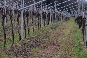 Vigneto Valpolicella