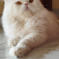 Gatto persiano disponibile x monta