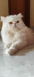 Gatto persiano disponibile x monta