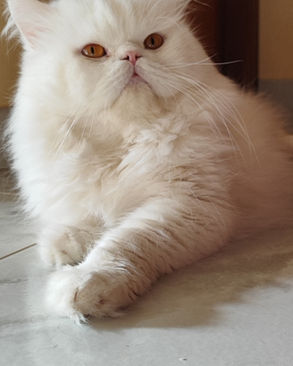 Gatto persiano disponibile x monta