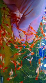 Guppy koi albini red