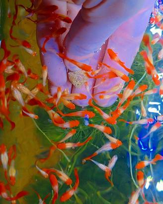 Guppy koi albini red
