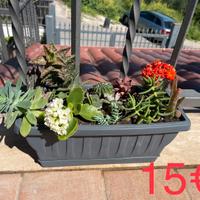 Composizioni piante grasse e succulente vari prezz